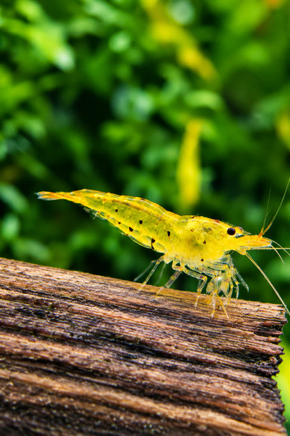 Tragende Goldene Tigergarnele