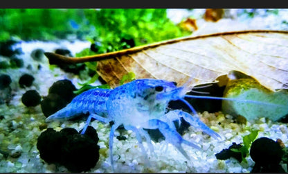 5 Blauer Floridakrebs - Procambarus alleni