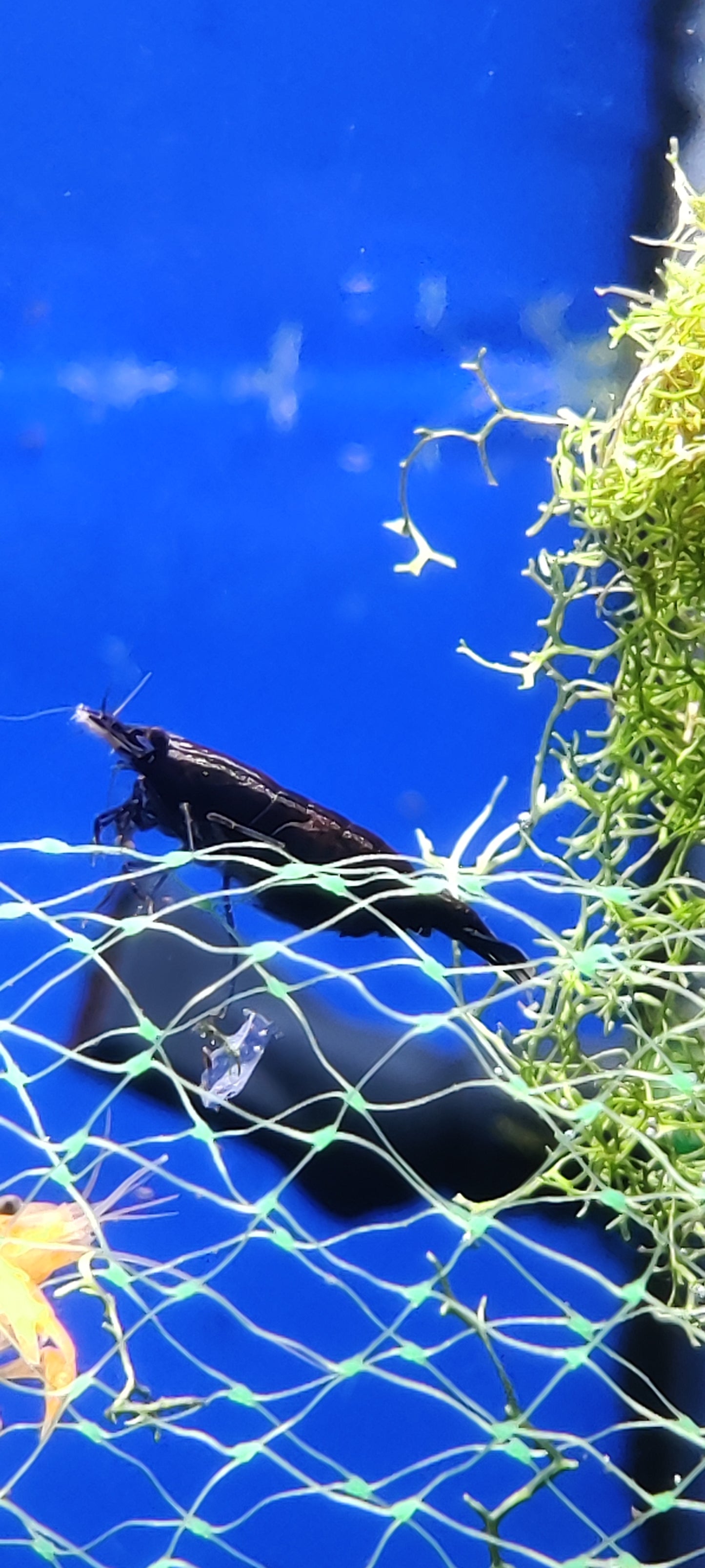 Black Rose/Schwarze Sakura Garnele - Neocaridina davidi