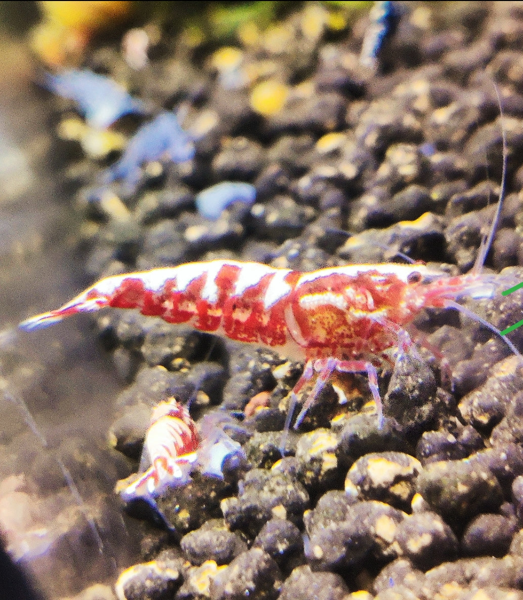 Red Pinto Galaxy Mix
