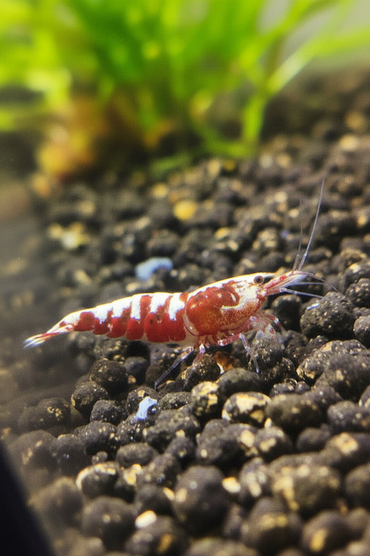 Red Pinto Galaxy Mix