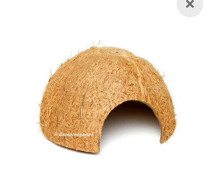 Kokosnuss Höhle
