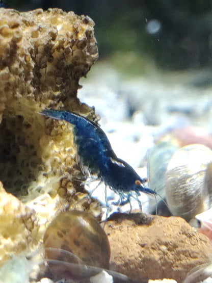 Tragende Blue Dream Orange Eyes (OE) Garnelen - Neocaridina