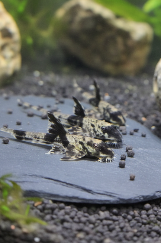 Maulbrütender Hexenwels – *Loricaria simillima*