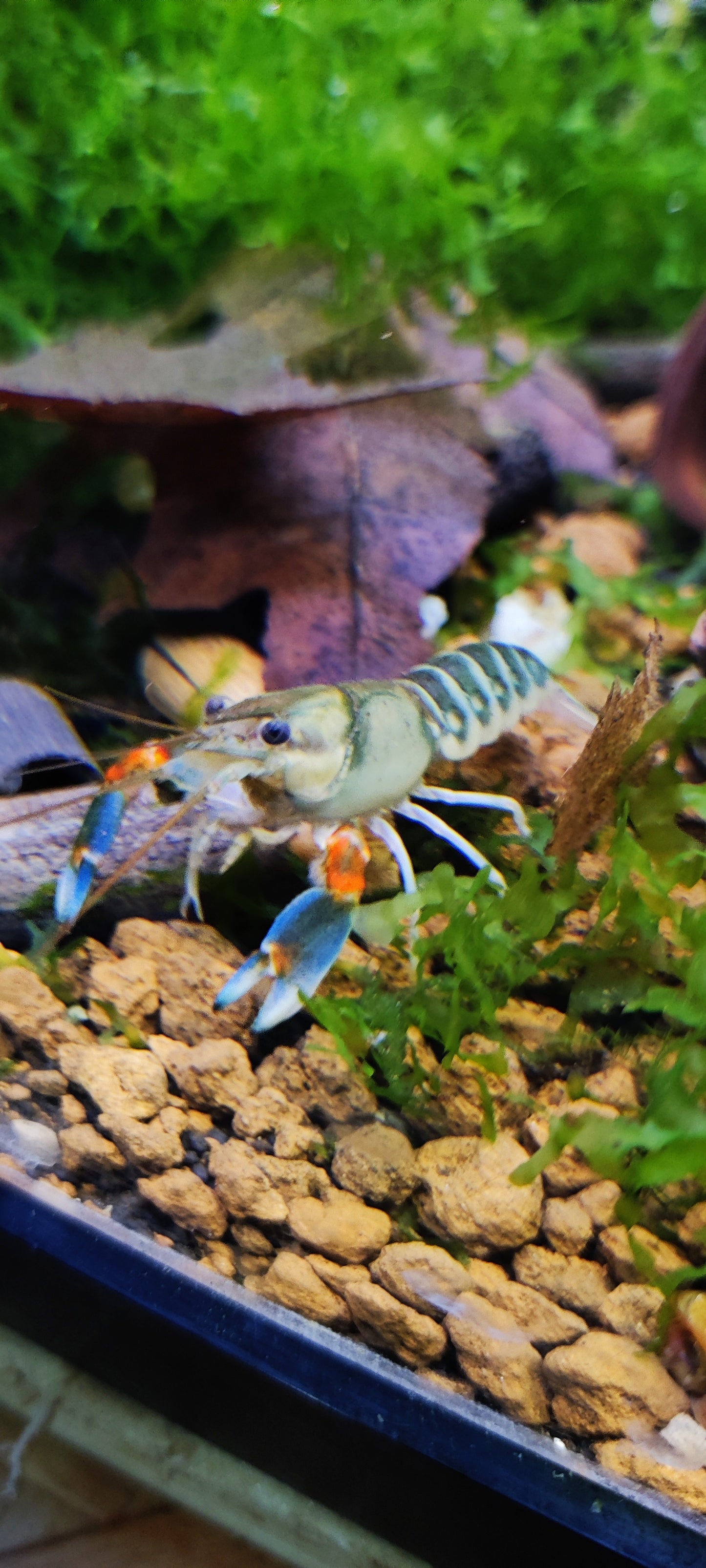 Flusskrebs Cherax Peacock - Cherax sp.