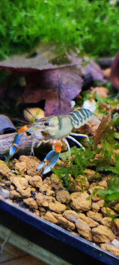 Flusskrebs Cherax Peacock - Cherax sp.