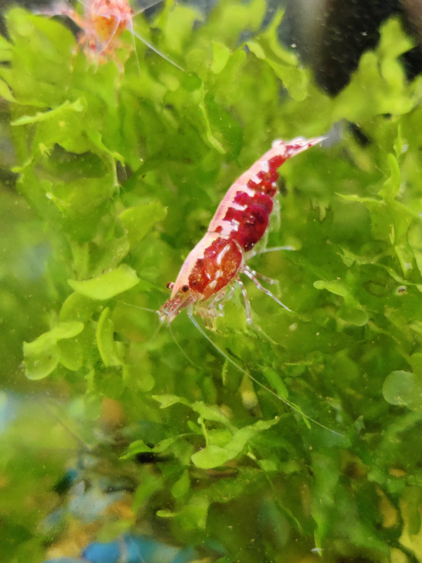 Tragende Red Pinto Galaxy Fischbone – Auffällige Caridina mit besonderer Zeichnung