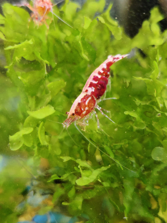 Tragende Red Pinto Galaxy Fischbone – Auffällige Caridina mit besonderer Zeichnung