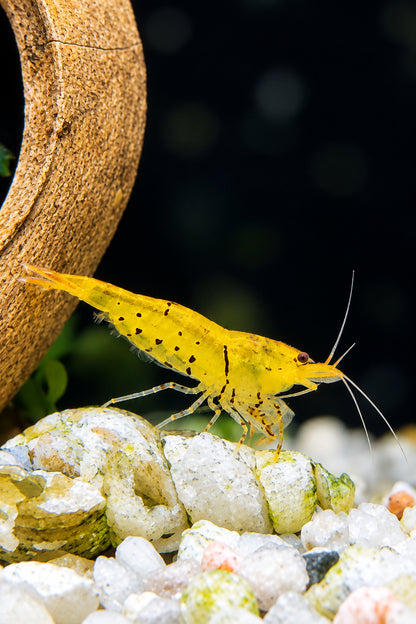 Tragende Goldene Tigergarnele