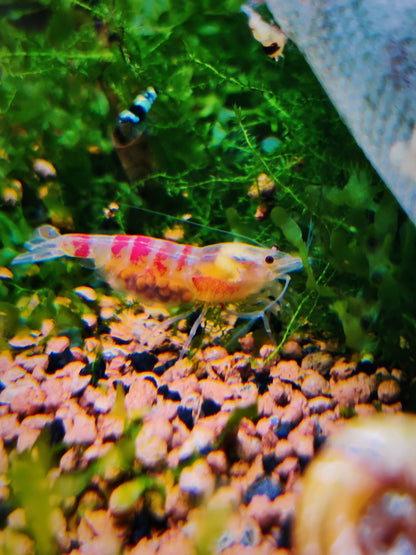 Tragende Golden Dragon Bee / Red Calceo Bee - Cardidina