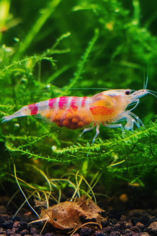 Tragende Golden Dragon Bee / Red Calceo Bee - Cardidina