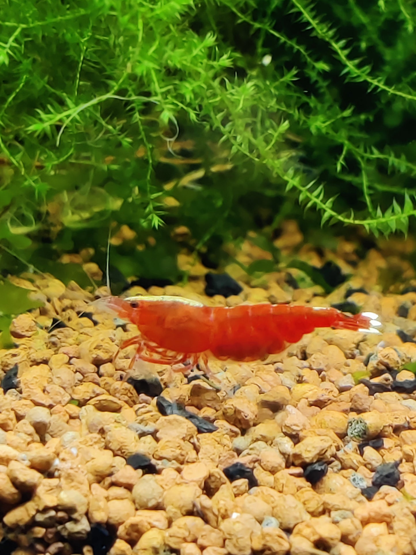 Tragende Red Ruby Extreme-Skunk / Full Red Garnele Caridina