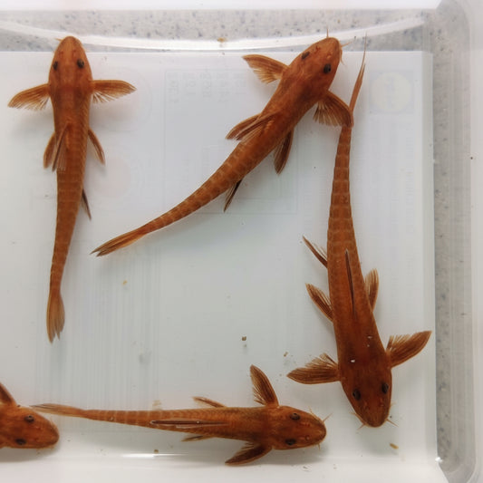 Roter Hexenwels (Rineloricaria spec.)