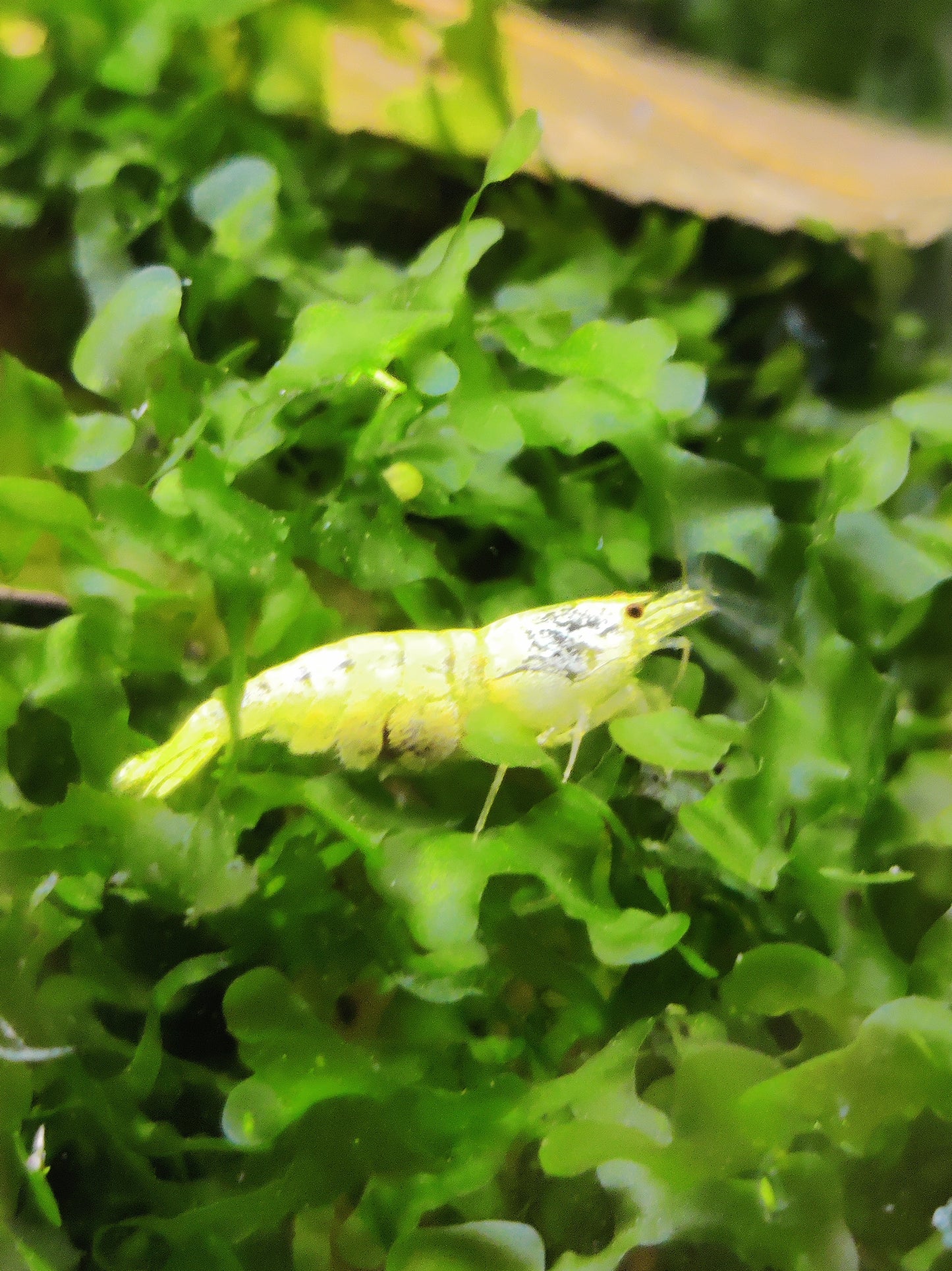 Tragende Golden Bee Garnelen (Caridina logemanni)