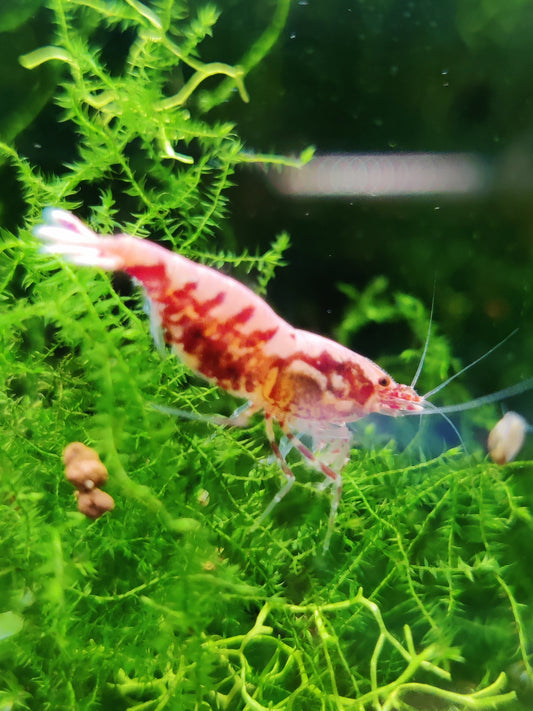 Pinto Galaxy Fischbone – Auffällige Caridina mit besonderer Zeichnung