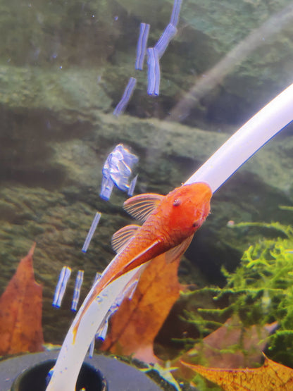 Antennenwels Rot (Ancistrus sp. Super Rot) – LDA 16