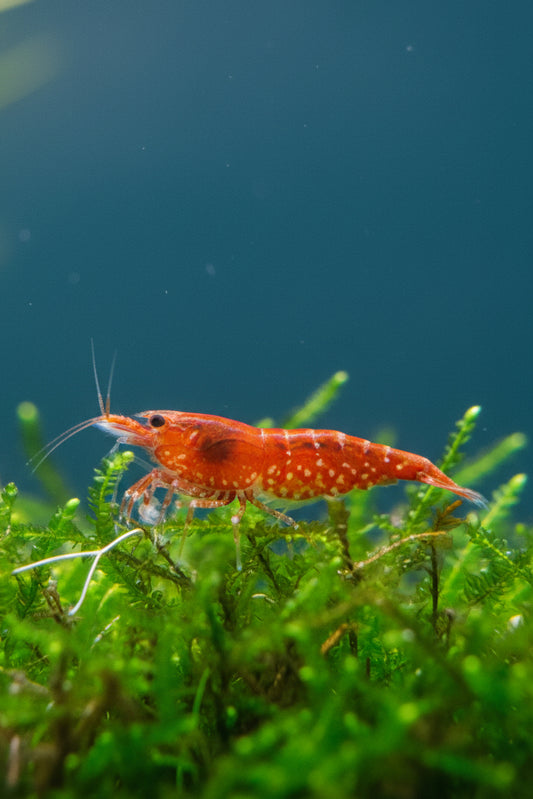 Red Fire Cherry Garnele - Neocaridina davidi