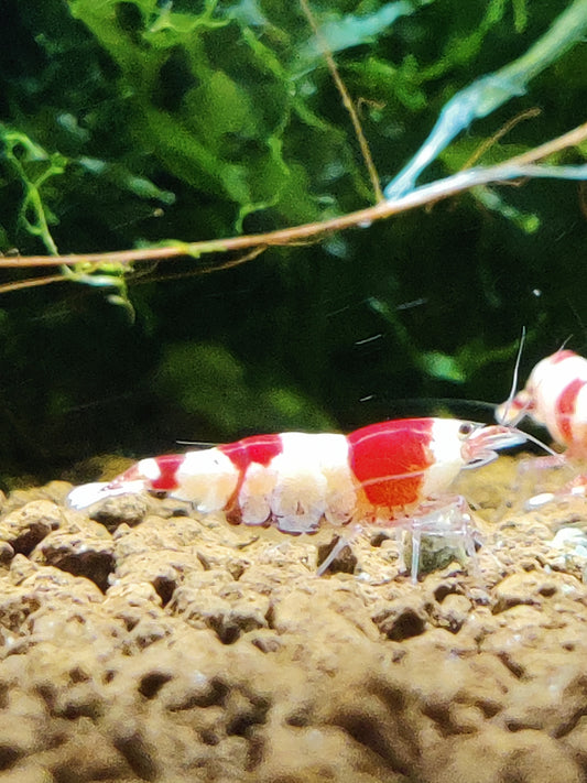 Tragende Bienengarnelen - Red & Black Bee - Caridina logemanni