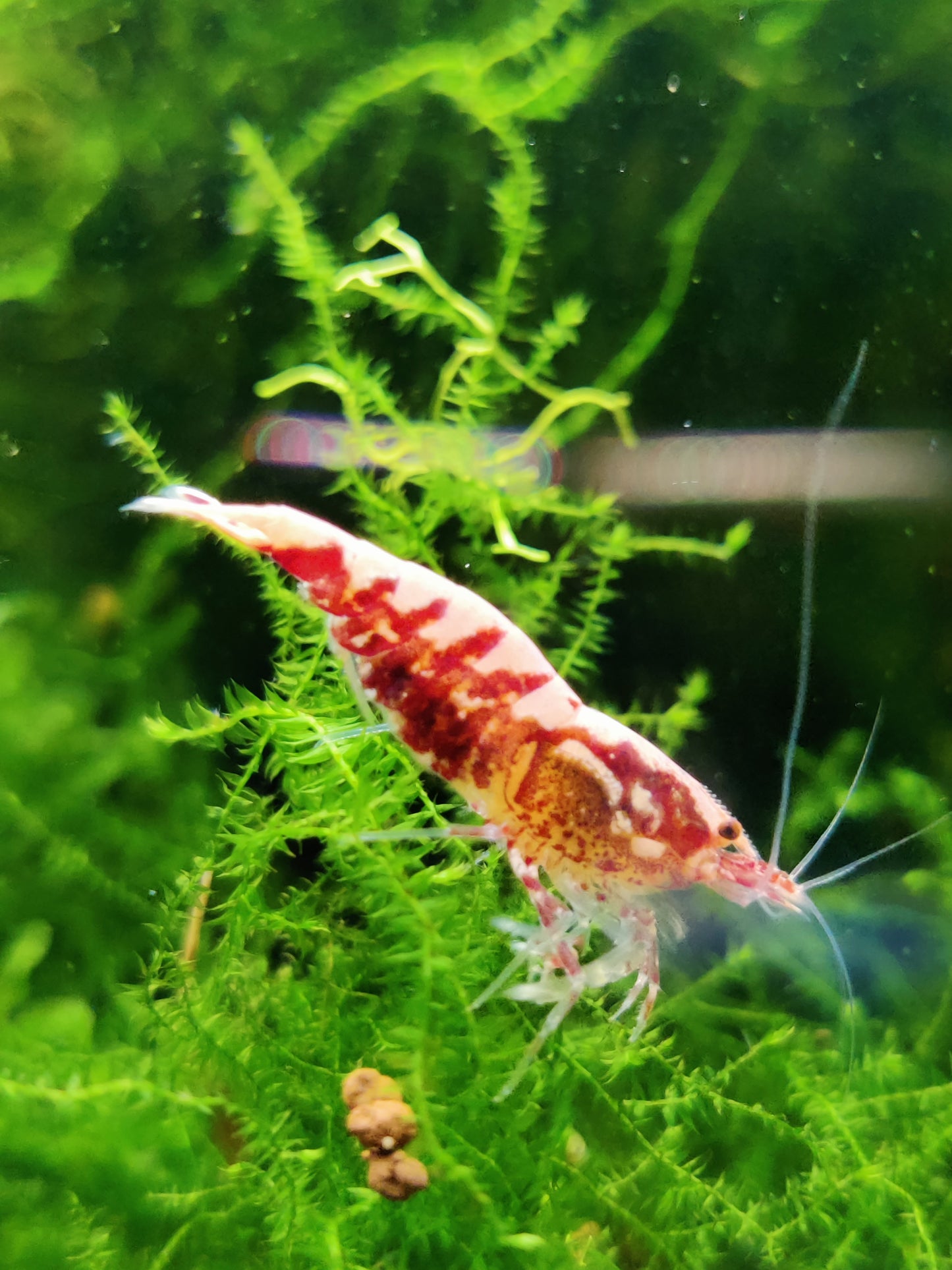 Red Boa Garnele kaufen – Caridina Hochzucht | Garnelenglück