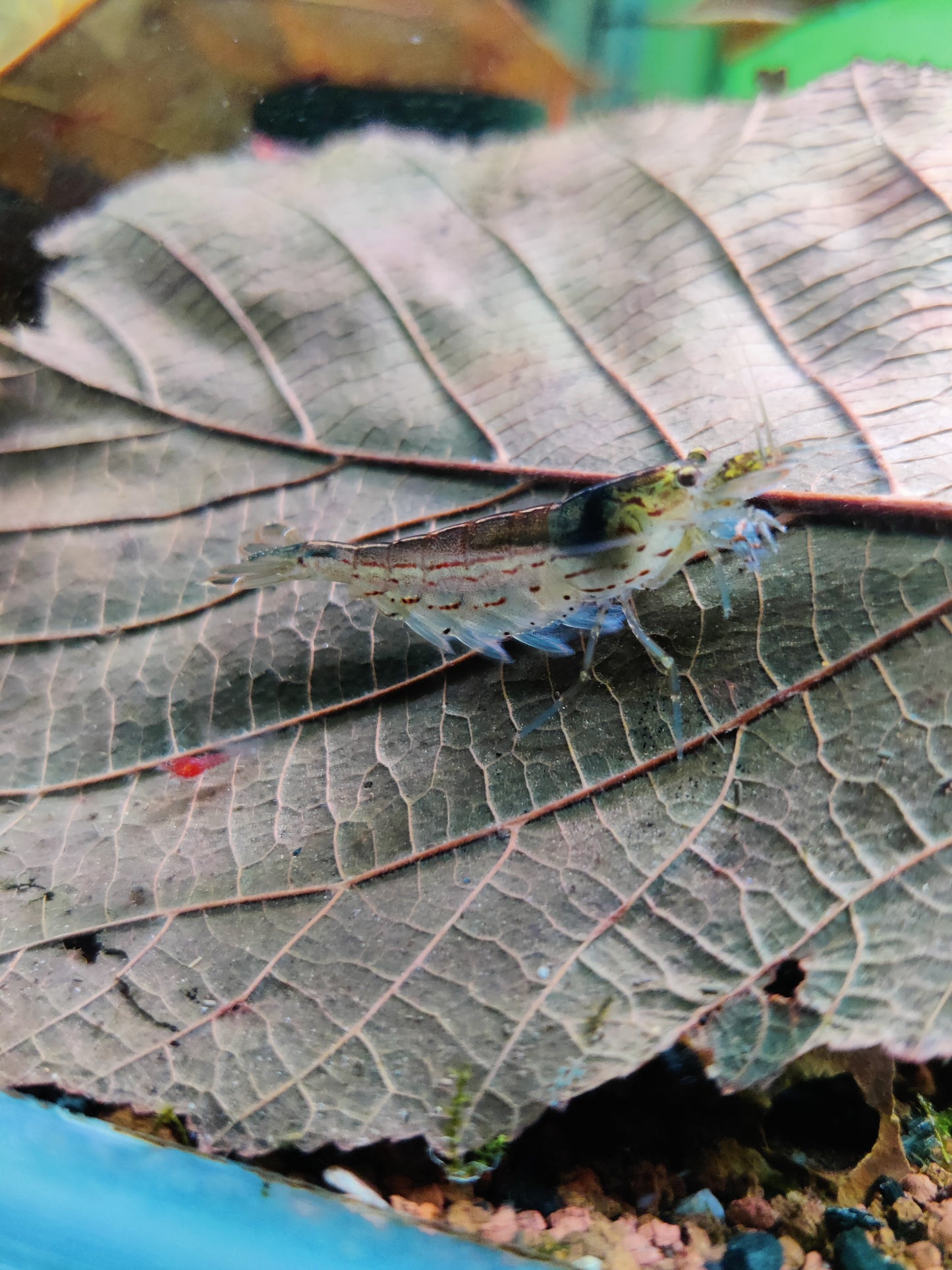 Amano Garnelen - Caridina multidentata - 5 Stück