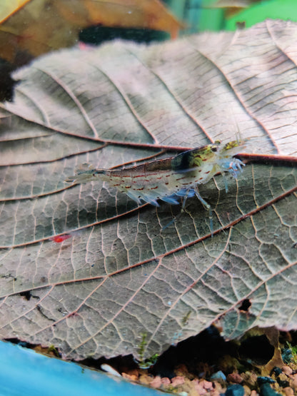 Amano Garnelen - Caridina multidentata - 5 Stück