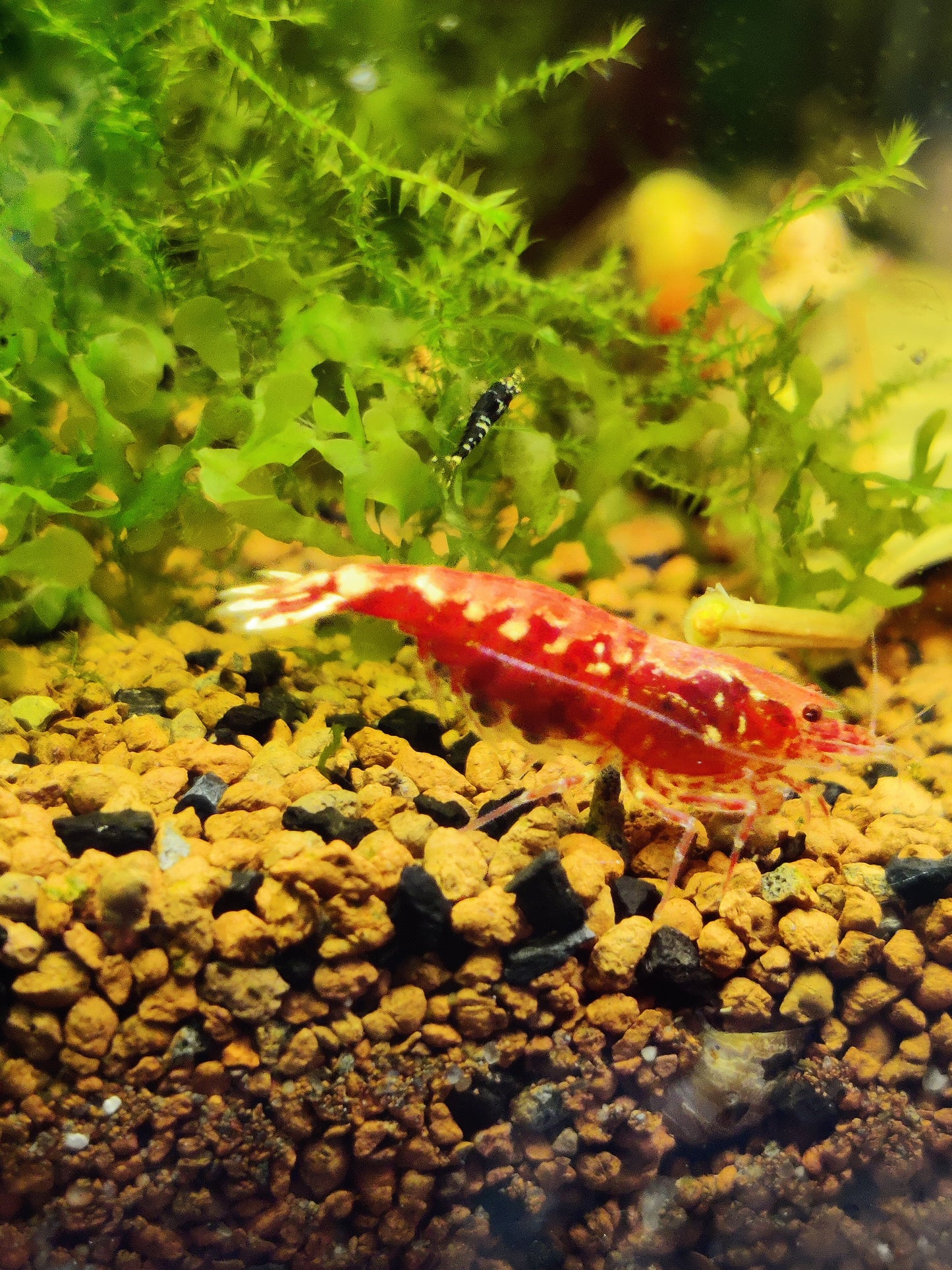 Tragende Red Galaxy Boa Garnele