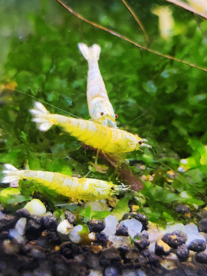Golden Bee - Caridina logemanni