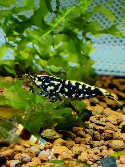 Tragende Black Pinto Galaxy/Fishbone