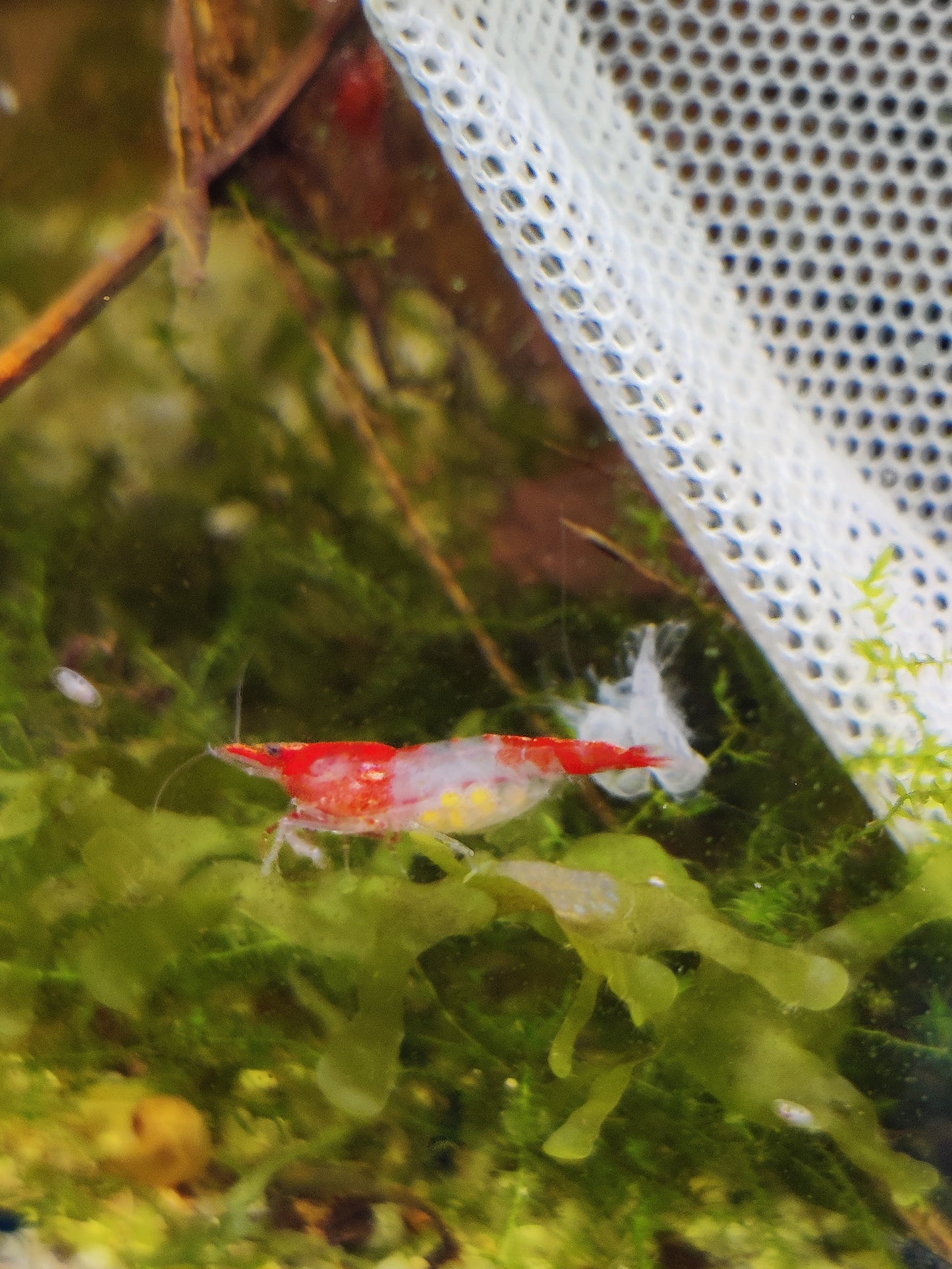 Tragende Red Rili Garnelen (Neocaridina davidi)