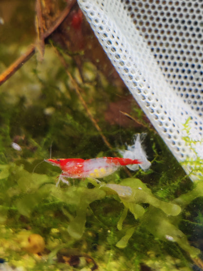 Tragende Red Rili Garnelen (Neocaridina davidi)