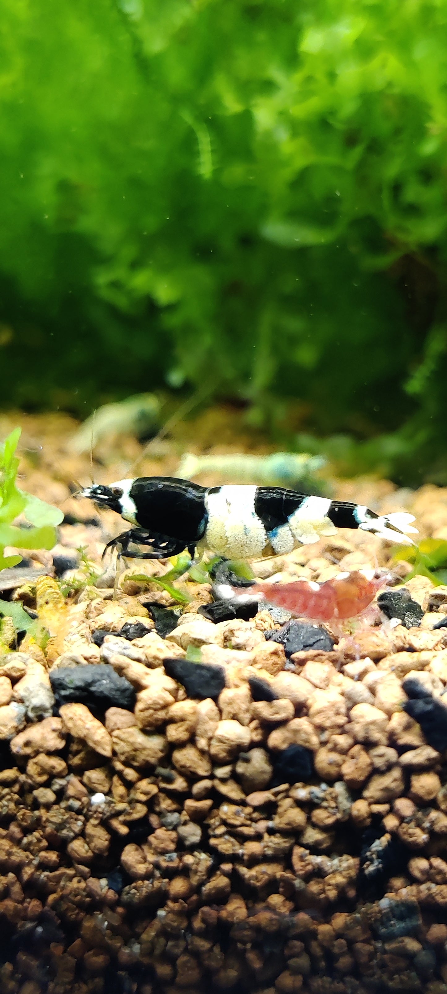 Tragende Panda Garnelen - Caridina