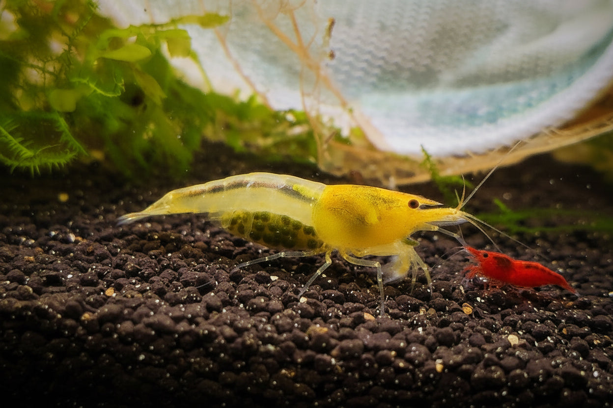 Yellow King Kong Skeleton - Caridina