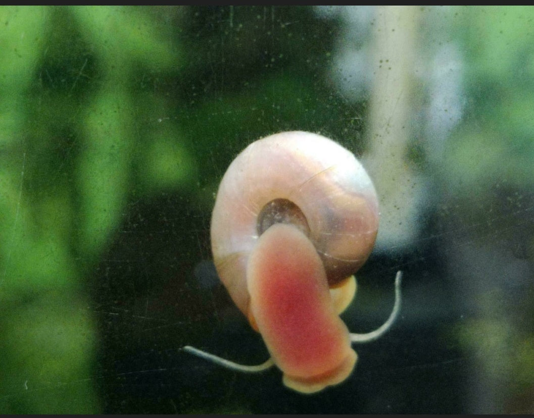 Rosa Pinke Posthornschnecke (Planorbella duryi)