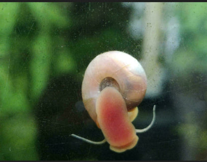 Rosa Pinke Posthornschnecke (Planorbella duryi)