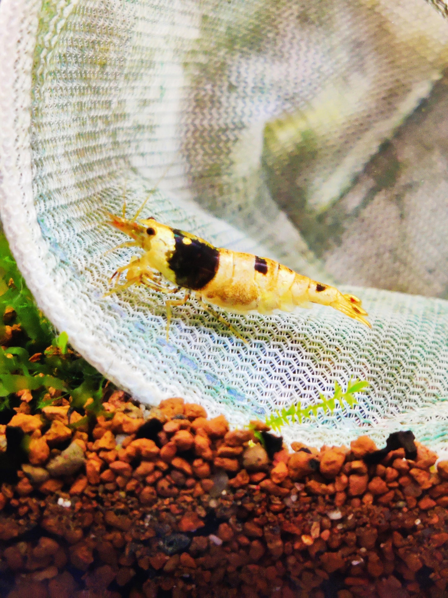 Tragende Bienengarnelen - Red & Black Bee - Caridina logemanni