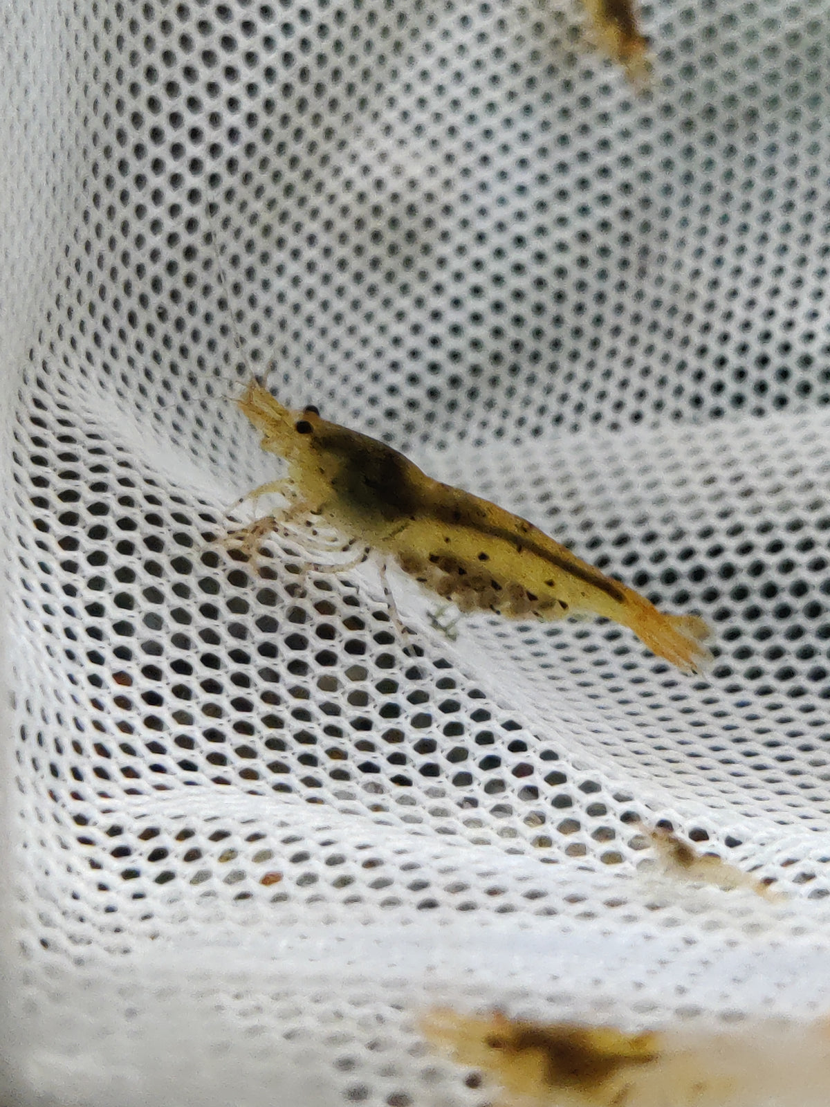 Tragende Goldene Tigergarnele