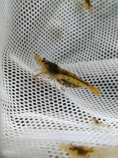 Tragende Goldene Tigergarnele