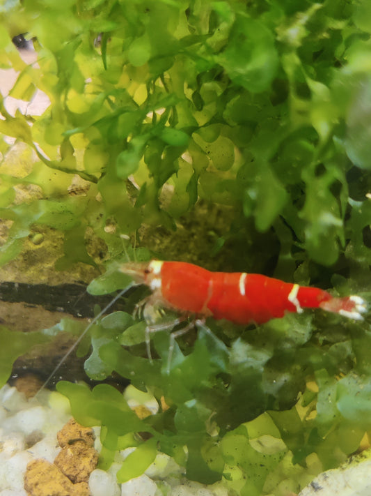 Tragende Super Crystal Red/Santa - Caridina