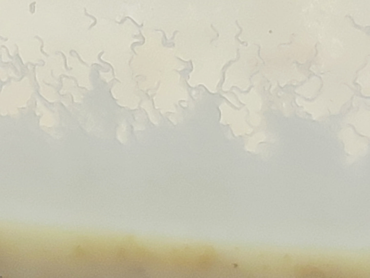 Panagrellus redivivus – Mikrowürmchen – Lebendfutter Zuchtansatz