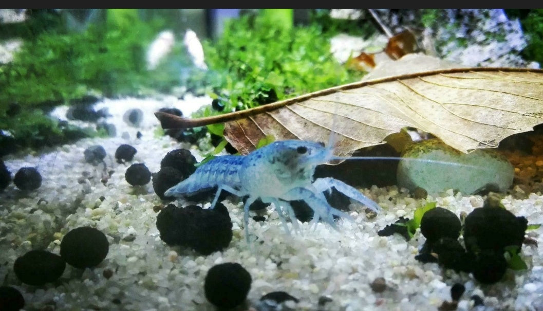 5 Blauer Floridakrebs - Procambarus alleni