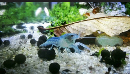 5 Blauer Floridakrebs - Procambarus alleni