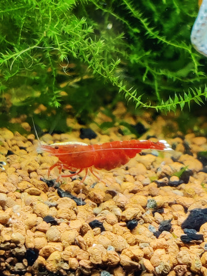 Tragende Red Ruby Extreme-Skunk / Full Red Garnele Caridina