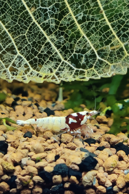 Rote Pinto Bee high class 4-5 spots