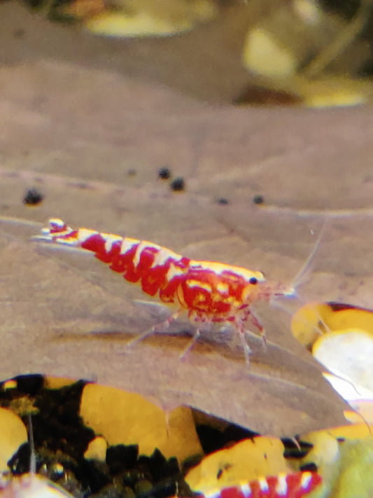 Red Pinto Galaxy Mix
