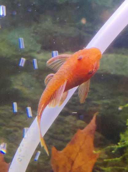 Antennenwels Rot (Ancistrus sp. Super Rot) – LDA 16