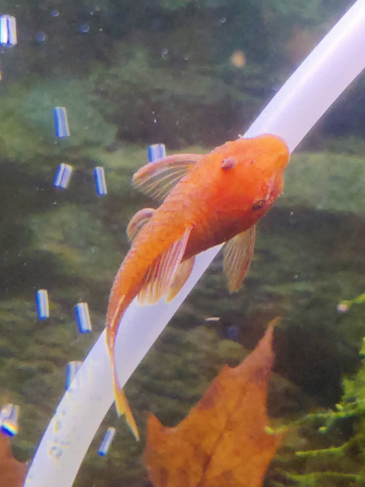 Antennenwels Rot (Ancistrus sp. Super Rot) – LDA 16