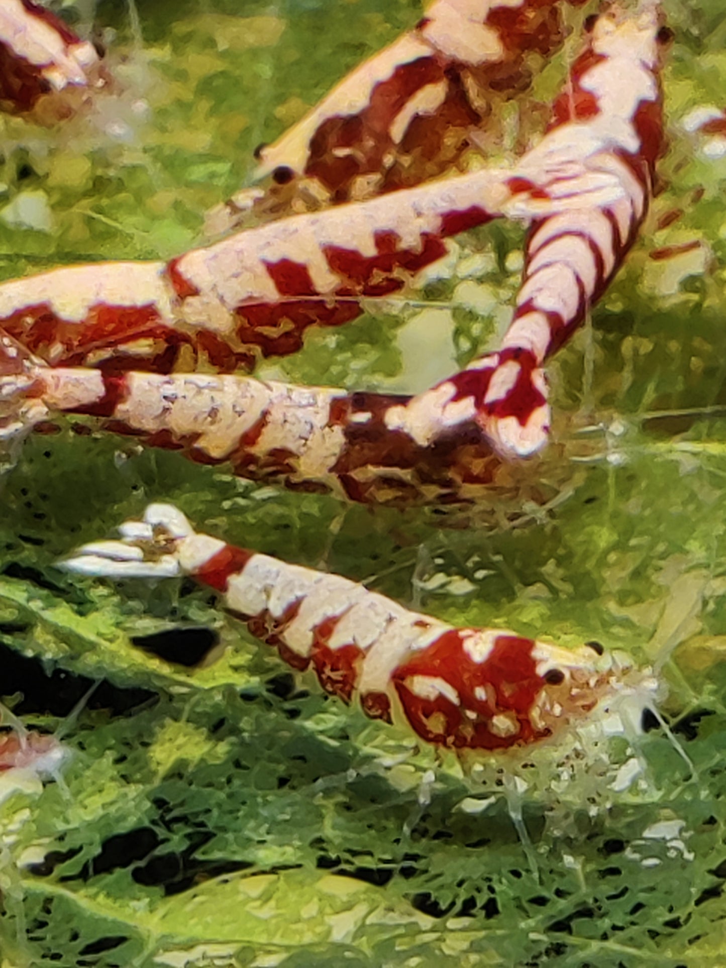 Red Pinto Galaxy Mix
