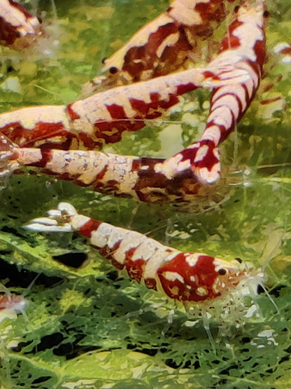 Red Pinto Galaxy Mix