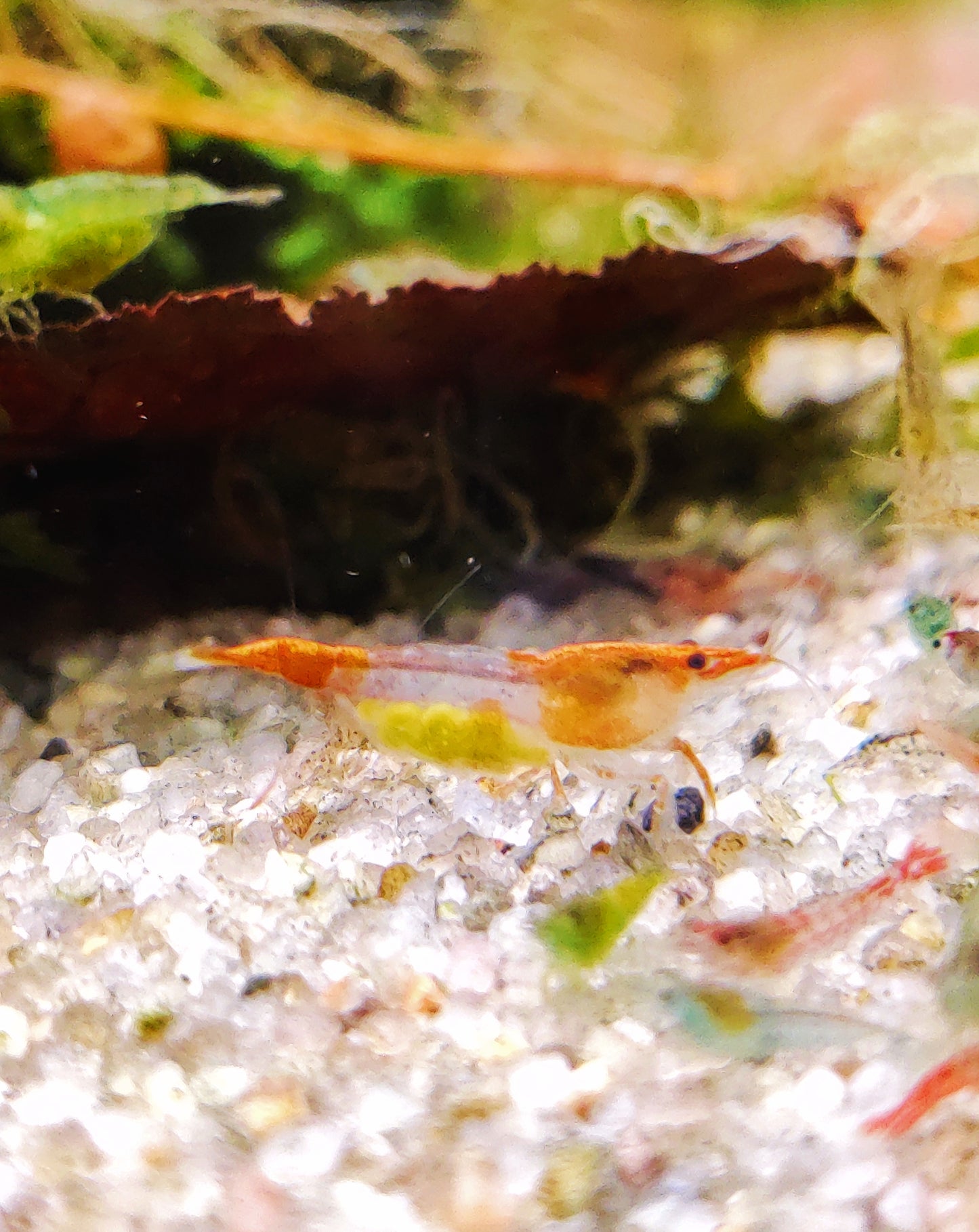 Tragende Orange Rili Garnelen - Neocaridina davidi