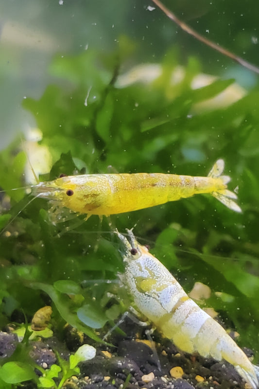 Golden Bee - Caridina logemanni